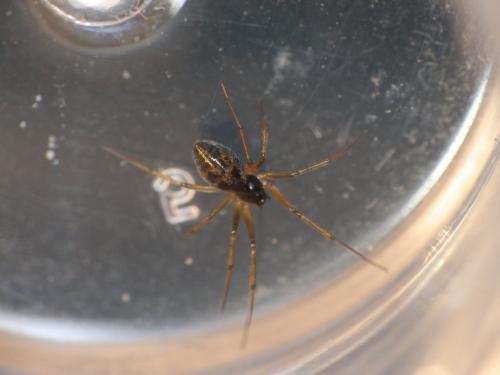 Tenuiphantes tenuis